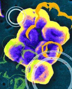 Beyond antibiotics: 'PPMOs' offer new approach to bacterial infection, other diseases