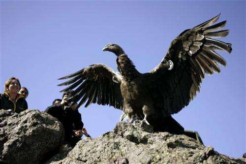 Chile 20 Condors Poisoned With Insecticide 2 Die Update