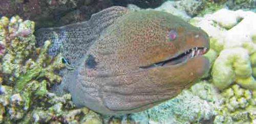 Evidence shows groupers and coral trout collaborate on hunting prey