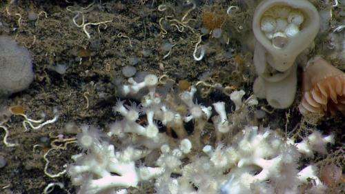 Explorers discover northernmost Atlantic seeps, deep-sea canyon diversity, off US Northeast