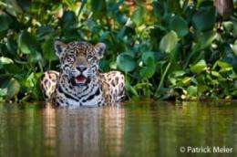 Guyana government and Panthera sign historic jaguar conservation agreement
