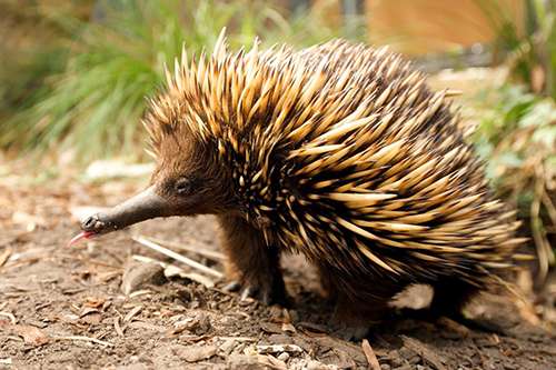 Image result for Echidna