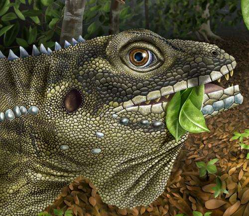 Resultado de imagen de reptiles that are herbivores