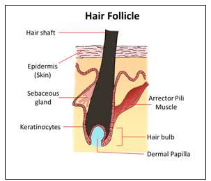New 3D hair follicle model to accelerate cure for baldness