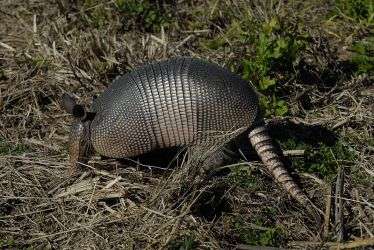 Nine-banded Armadillo: A Model Organism for Vision Disorders