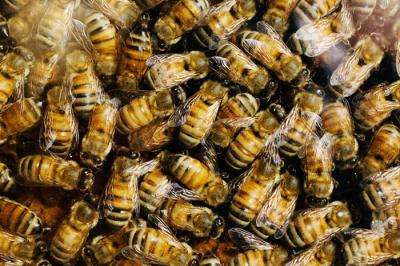 Team finds substances in honey that increase honey bee detox gene expression