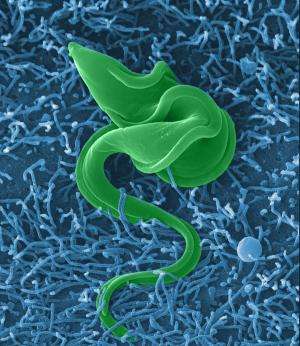 Team learns how sleeping sickness parasite defeats immune system