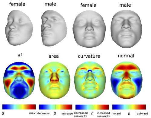 3-D model links facial features and DNA