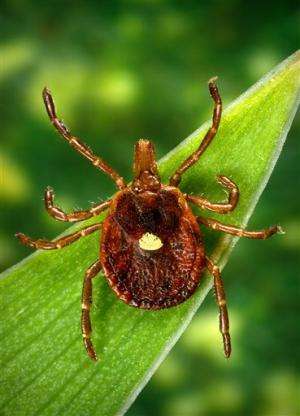 Bad bite: A tick can make you allergic to red meat