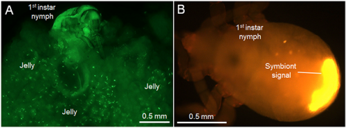 Biological roles of symbiont-supplemented egg-covering jelly of urostylidid stinkbugs