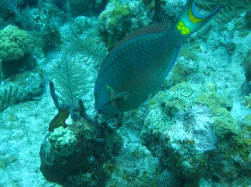Caribbean coral reef inhabitants critical in determining future of reefs