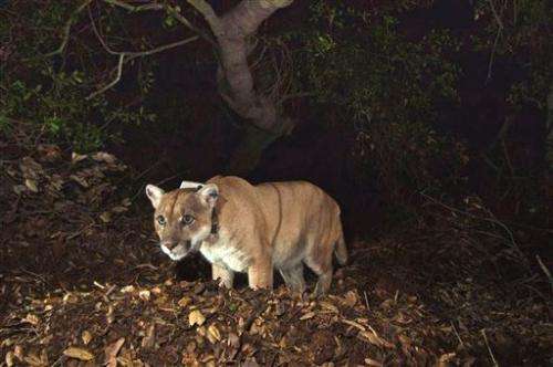 Famed Los Angeles mountain lion appears recovered