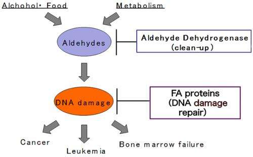 ALDH2基因分型的醛dehydrogenase2()解决的神秘Fanconi贫血。