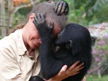 Humans not guilty in shaping chimpanzee, bonobo behavior