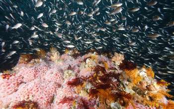 Ocean acidification: NSF awards $11.4 million in new grants to study effects on marine ecosystems