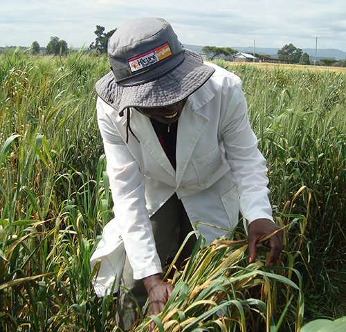 PhD students in India, Ethiopia and Kenya to fight wheat stripe rust