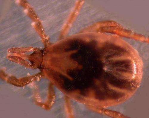 Single tick bite can pack double pathogen punch