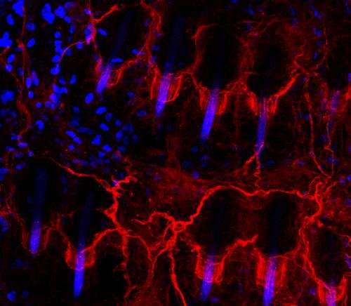 SNAP-tagging gives scientists a glimpse of nerve function