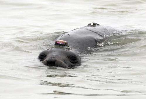 Study shows benefits of being fat (but not too fat) for deep-diving elephant seals