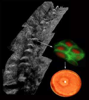 研究人员再生玉米酵母 - 从成年人体干细胞生长的首先已知的组织