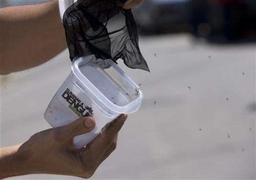 巴西释放的阻断登革热的蚊子