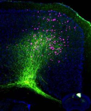 小鼠脑图集地图神经网络以揭示脑区如何互动
