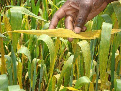 PhD students in India, Ethiopia and Kenya to fight wheat stripe rust