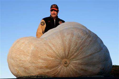 Plumpest pumpkin: 2,058-pound gourd sets record