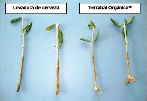cuttings rooting rooted yeast orgnico gmez centeno mara ana