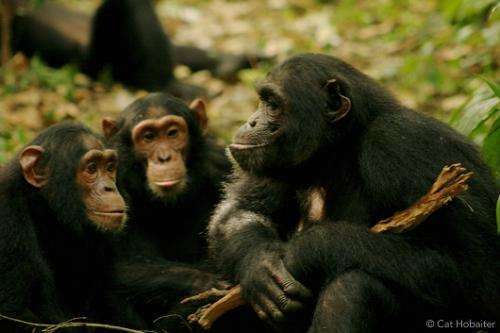 Scientists decode meaning of chimpanzee gestures