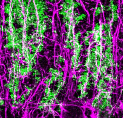Fight-or-flight chemical prepares cells to shift brain from subdued to alert