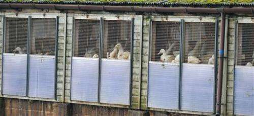 英国、荷兰杀家禽抗击禽流感