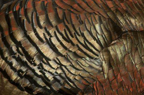 Seeing dinosaur feathers in a new light