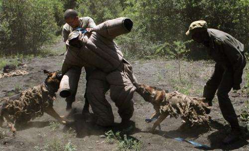 South African academy trains anti-poaching dogs