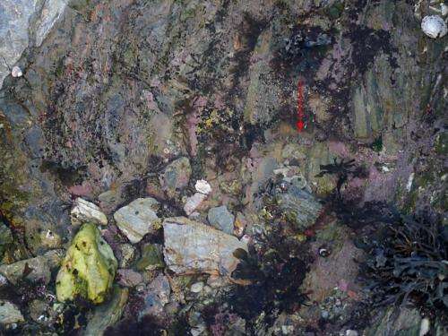 Researchers solve riddle of the rock pools