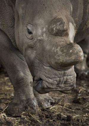 Rhino species to die unless science can help