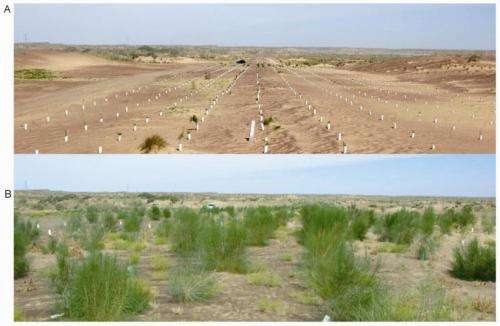 A new tree-planting technique for ecological control of desert
