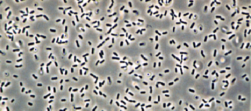 spore formation in bacillus subtilis