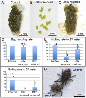 Biological roles of symbiont-supplemented egg-covering jelly of urostylidid stinkbugs