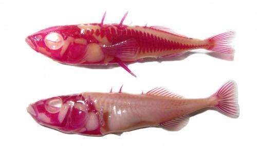 Image result for alaskan fish evolution