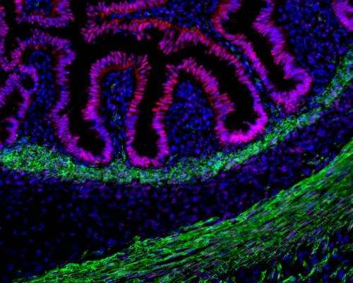 Lab-developed intestinal organoids form mature human tissue in mice