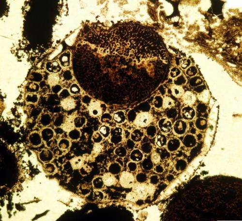New evidence of ancient multicellular life sets evolutionary timeline back 60 million years