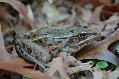 NYC frog definitively identified as a new species