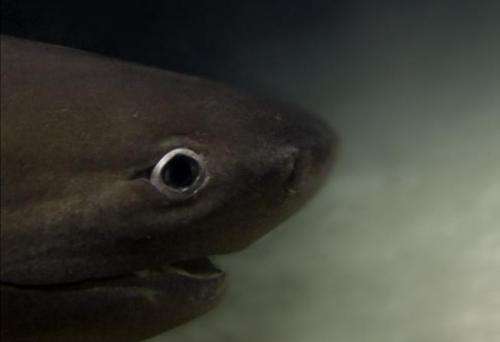 Researcher Raising Public Money to Conduct Deep-sea Shark Research Using a Submarine