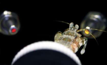 Shrimp gives insight into colour vision