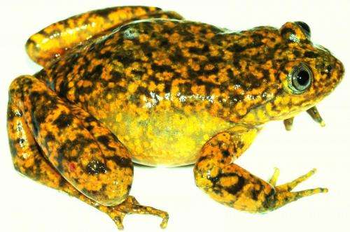 A bright-yellow new species of water frog from the Peruvian Andes
