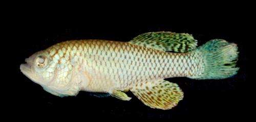 A new model organism for aging research: The short-lived African killifish