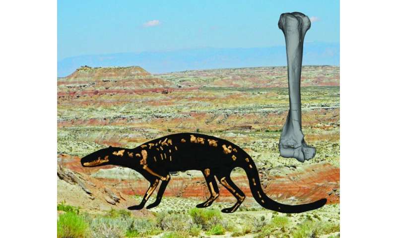 A well-preserved skeleton reveals the ecology and evolution of early carnivorous mammals