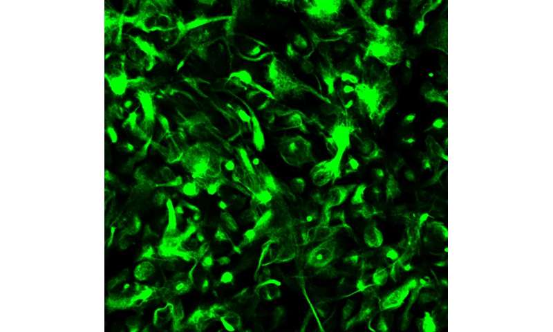 Chemical transformation of human glial cells into neurons
