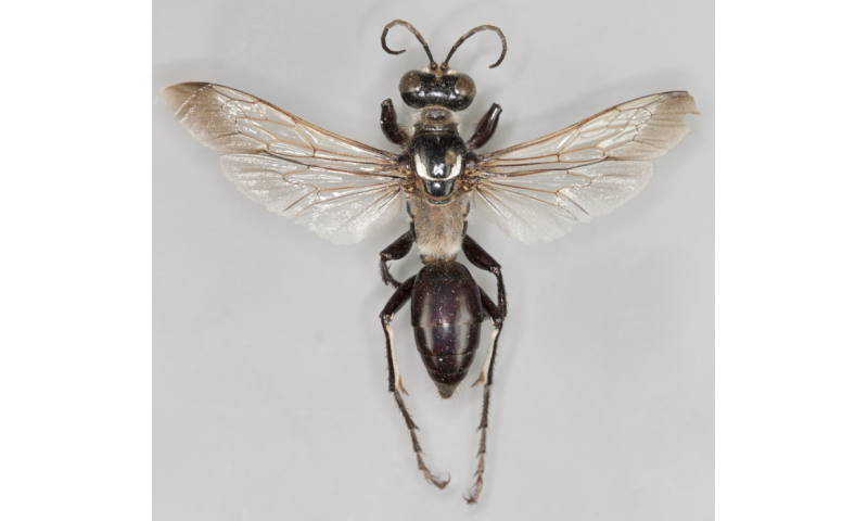 Diggers from down under: 11 new wasp species discovered in Australia
